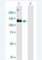 MCF.2 Cell Line Derived Transforming Sequence antibody, H00004168-B01P-50ug, Novus Biologicals, Western Blot image 