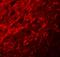 Catenin Beta Like 1 antibody, A05286, Boster Biological Technology, Immunofluorescence image 