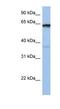Popeye Domain Containing 2 antibody, NBP1-60108, Novus Biologicals, Western Blot image 