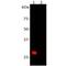 mCherry Tag  antibody, NBP2-25158, Novus Biologicals, Western Blot image 