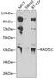 DNA repair protein RAD51 homolog 3 antibody, 22-588, ProSci, Western Blot image 