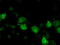 Basigin (Ok Blood Group) antibody, TA501188, Origene, Immunofluorescence image 