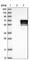 Dihydropyrimidinase-related protein 1 antibody, HPA035640, Atlas Antibodies, Western Blot image 