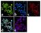 Janus Kinase 1 antibody, GTX25493, GeneTex, Immunofluorescence image 