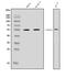 Forkhead Box J1 antibody, A04942-3, Boster Biological Technology, Western Blot image 