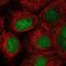 Zinc Finger Protein 629 antibody, NBP2-58789, Novus Biologicals, Immunofluorescence image 