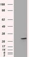 Four And A Half LIM Domains 1 antibody, CF501295, Origene, Western Blot image 