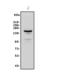 Fms Related Tyrosine Kinase 1 antibody, A00534-4, Boster Biological Technology, Western Blot image 