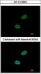 Sushi Repeat Containing Protein X-Linked antibody, LS-C186393, Lifespan Biosciences, Immunocytochemistry image 