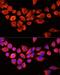 Arylacetamide Deacetylase antibody, LS-C748950, Lifespan Biosciences, Immunofluorescence image 