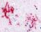 Mouse IgA antibody, PA1-29741, Invitrogen Antibodies, Immunohistochemistry frozen image 