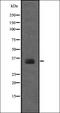 Ribosomal Protein SA antibody, orb336769, Biorbyt, Western Blot image 