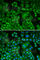 Actin Related Protein 3 antibody, A1064, ABclonal Technology, Immunofluorescence image 