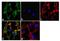Mitogen-activated protein kinase kinase kinase 8 antibody, 710377, Invitrogen Antibodies, Immunofluorescence image 