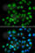 MAX Interactor 1, Dimerization Protein antibody, A6661, ABclonal Technology, Immunofluorescence image 