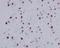 Histone Cluster 1 H2A Family Member E antibody, P16777-1, Boster Biological Technology, Immunohistochemistry frozen image 