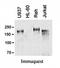 Lamin A/C mutant R482W antibody, orb76699, Biorbyt, Western Blot image 