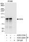 SIX Homeobox 4 antibody, A303-219A, Bethyl Labs, Immunoprecipitation image 