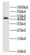 Exo/Endonuclease G antibody, FNab02897, FineTest, Western Blot image 