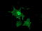 LIM Domain Kinase 1 antibody, TA502904, Origene, Immunofluorescence image 