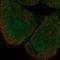 Src Kinase Associated Phosphoprotein 1 antibody, NBP1-87836, Novus Biologicals, Immunofluorescence image 