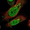 Solute Carrier Family 22 Member 8 antibody, NBP1-92396, Novus Biologicals, Immunofluorescence image 