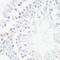Dentin matrix acidic phosphoprotein 1 antibody, 16-767, ProSci, Immunohistochemistry frozen image 