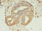 Keratin 8 antibody, A50676-100, Epigentek, Immunohistochemistry paraffin image 