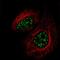 Serine/Arginine Repetitive Matrix 2 antibody, PA5-66827, Invitrogen Antibodies, Immunofluorescence image 