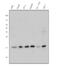 Ubiquitin Conjugating Enzyme E2 I antibody, A02295-1, Boster Biological Technology, Western Blot image 