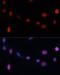 p21 antibody, 15-754, ProSci, Immunofluorescence image 