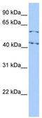 Elf1 antibody, TA329207, Origene, Western Blot image 