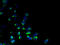 EBP Cholestenol Delta-Isomerase antibody, A50941-100, Epigentek, Immunofluorescence image 