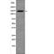 Nitric Oxide Synthase 3 antibody, abx217209, Abbexa, Western Blot image 