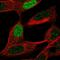 INSM Transcriptional Repressor 2 antibody, HPA051925, Atlas Antibodies, Immunofluorescence image 