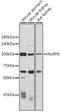 NACHT, LRR and PYD domains-containing protein 6 antibody, GTX57752, GeneTex, Western Blot image 