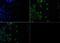 Late Endosomal/Lysosomal Adaptor, MAPK And MTOR Activator 1 antibody, PA5-23086, Invitrogen Antibodies, Immunofluorescence image 