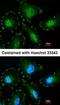 Calpain 5 antibody, orb73924, Biorbyt, Immunofluorescence image 