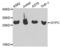 Glycophorin C (Gerbich Blood Group) antibody, LS-C335137, Lifespan Biosciences, Western Blot image 