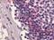 Sphingosine 1-phosphate receptor 4 antibody, LS-A70, Lifespan Biosciences, Immunohistochemistry paraffin image 