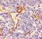 Laminin antibody, PA5-79579, Invitrogen Antibodies, Immunohistochemistry frozen image 