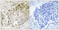 Regulatory Factor X2 antibody, abx014429, Abbexa, Western Blot image 