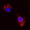 C-C Motif Chemokine Ligand 2 antibody, MAB28171, R&D Systems, Immunofluorescence image 