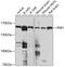 Period Circadian Regulator 1 antibody, 23-592, ProSci, Western Blot image 