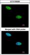 Dual Specificity Phosphatase 26 antibody, GTX109283, GeneTex, Immunocytochemistry image 