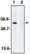 Deoxyribonuclease-2-alpha antibody, PA1-12504, Invitrogen Antibodies, Western Blot image 