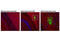 Amyloid Beta Precursor Protein antibody, 15126S, Cell Signaling Technology, Immunofluorescence image 