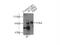 NUMBL antibody, 10111-1-AP, Proteintech Group, Immunoprecipitation image 