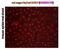 CD207 Molecule antibody, DDX0370P-100, Novus Biologicals, Immunocytochemistry image 