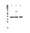 Peptidyl-prolyl cis-trans isomerase D antibody, A02424, Boster Biological Technology, Western Blot image 